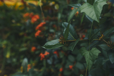 Close-up of fresh green plant