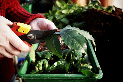Cropped image of hand cutting leaf with pruning shears in yard
