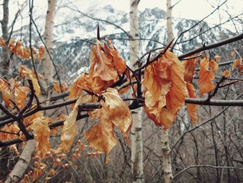 Autumn leaves on tree trunk