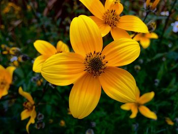 Close-up of yellow flowers blooming outdoors