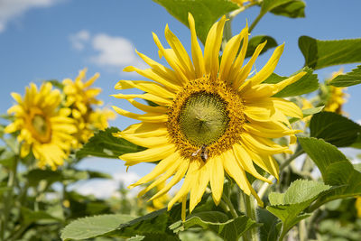 Close-up of sunflower