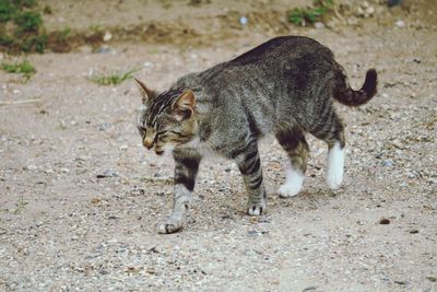 Portrait of a cat walking on a field