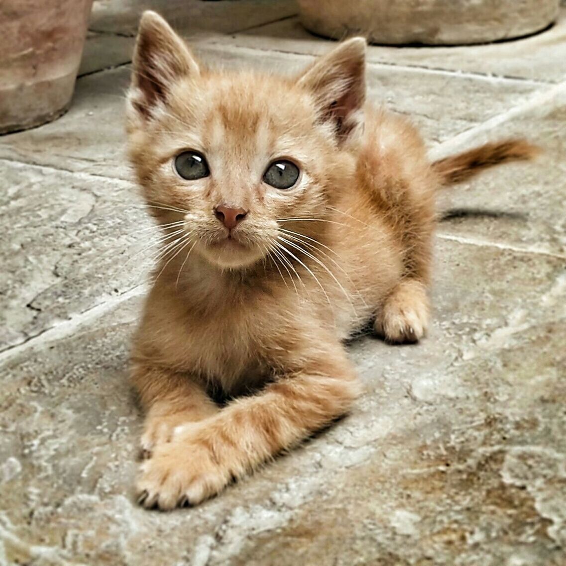 animal themes, one animal, mammal, pets, portrait, looking at camera, domestic animals, domestic cat, sitting, whisker, cat, feline, relaxation, young animal, cute, close-up, kitten, full length, front view