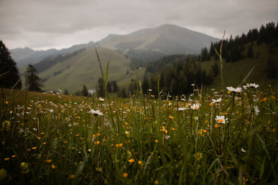 Scenic view of flowering plants on field against mountains