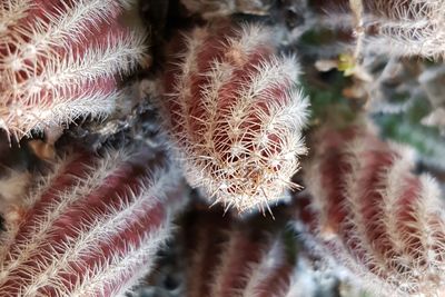 Close-up of cactus plant