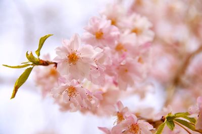 Close-up of pink flowers on tree