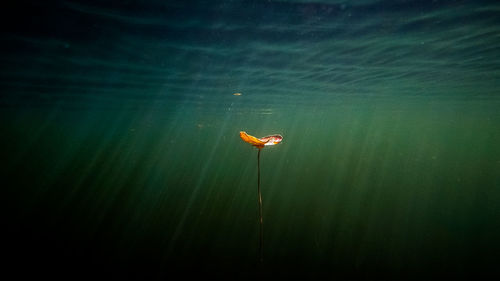 Close-up of plant underwater