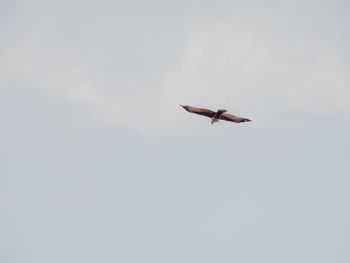 Low angle view of bird flying in sky