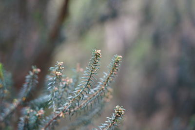 Close-up of plant growing on tree