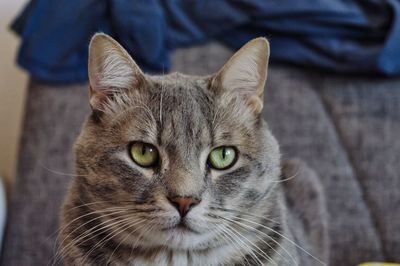 Close-up portrait of cat with eyes closed