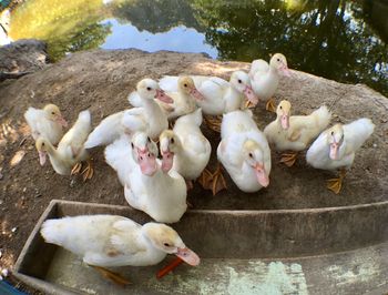 Flock of birds in a water