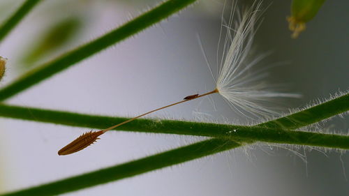 Close-up of leaf on plant against tree