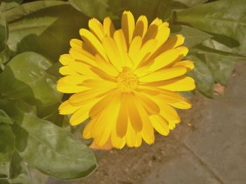 Close-up of yellow flowering plant