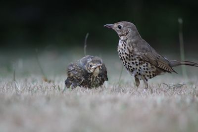 Close-up of birds on the land