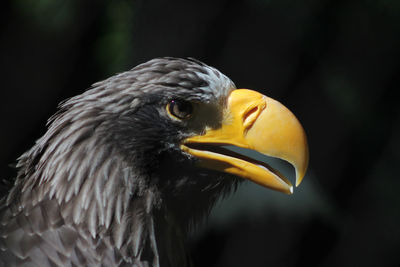 Close-up of eagle against blurred background