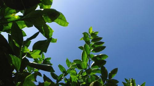 Low angle view of tree against clear blue sky