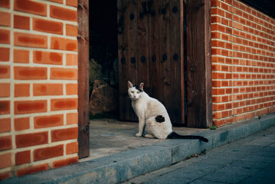 Cat sitting on brick wall