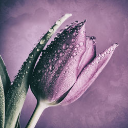 Close-up of water drops on pink flower