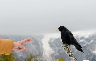 Close-up photo of woman holding cracker, feeding black bird in snowy mountains