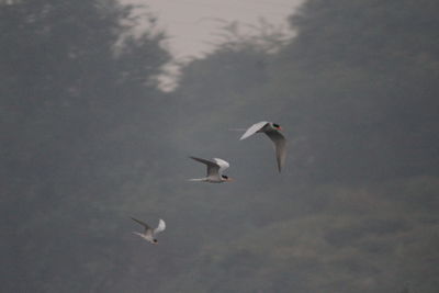 Low angle view of birds flying against sky
