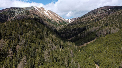 Scenic view of pine trees against sky