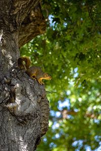 Close-up of squirrel on tree trunk