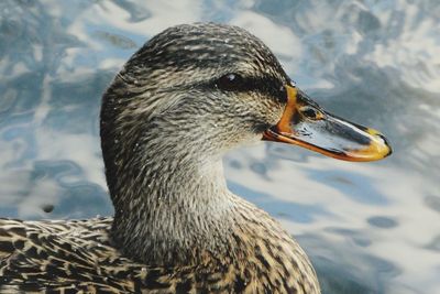 Close-up of duck swimming in lake