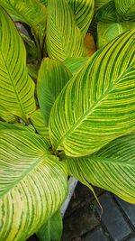 Full frame shot of green leaves