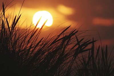 Close-up of wheat growing on field against sky during sunset