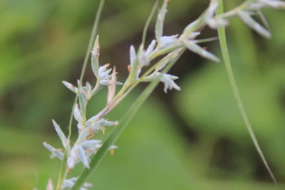 Close-up of white flowering plant on field