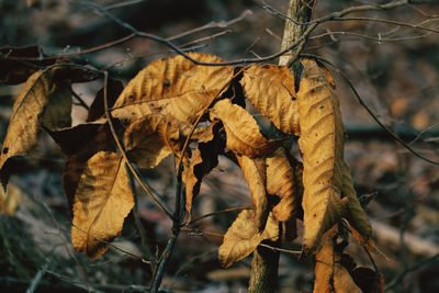 Close-up of dry leaves on ground