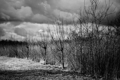 Bare trees on field