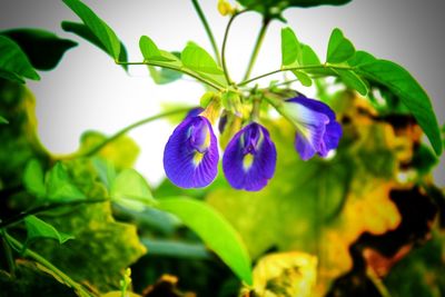 Close-up of purple flowering plant