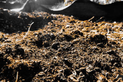 Close-up of snow on land