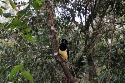 Low angle view of bird perching on tree