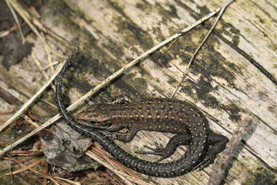 Close-up of lizard on wood