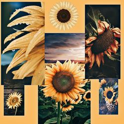 sunflower