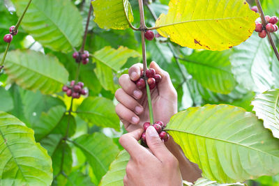 Close-up of hand holding fruit on plant