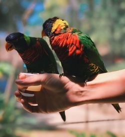 Close-up of a hand holding a bird