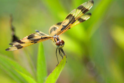 Close-up of dragonfly on plant