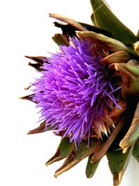 Close-up of purple flowers