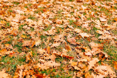 High angle view of maple leaves on field