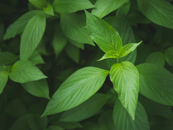 Full frame shot of leaves