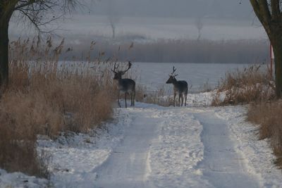 Horses on field during winter