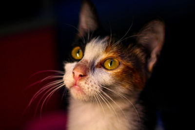 Close-up of cat looking away