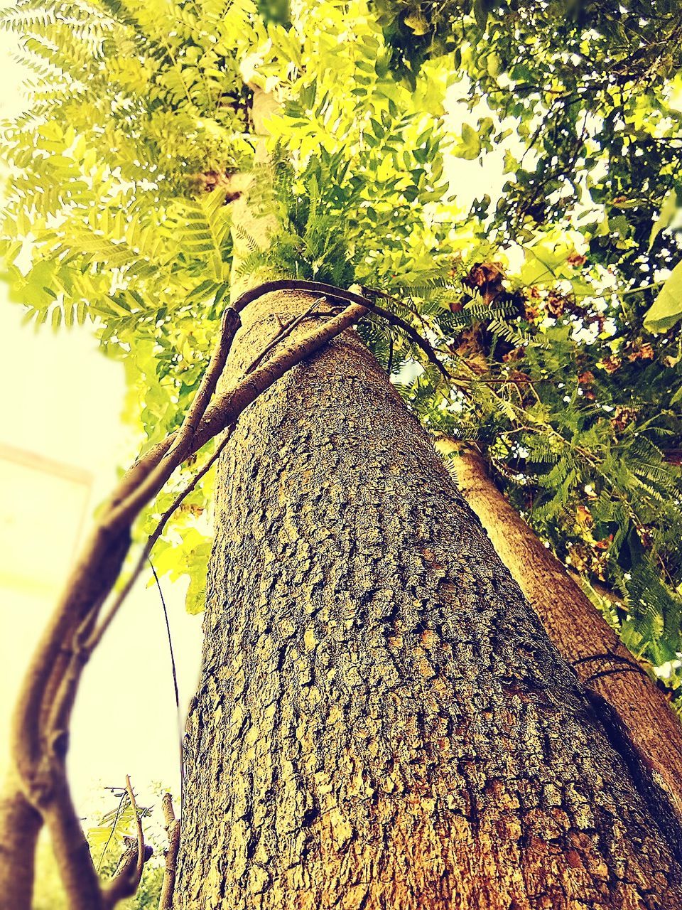 tree, tree trunk, nature, growth, branch, low angle view, day, outdoors, no people, close-up, beauty in nature, sky