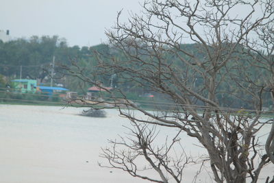 Bare tree by lake against sky
