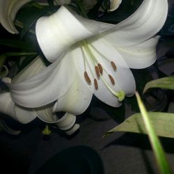 Close-up of white flowers