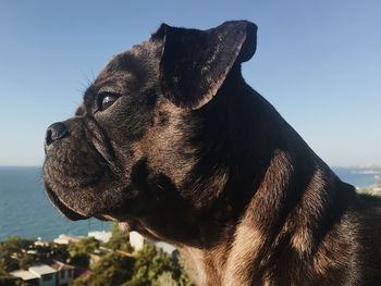 Close-up of a dog looking away