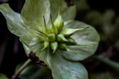 Close-up of fresh green flowering plant